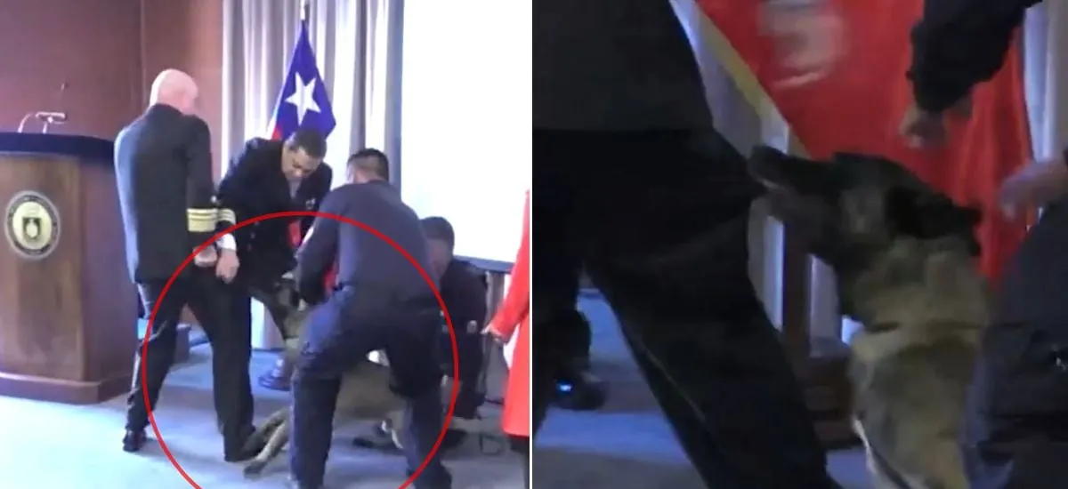 Se le tiró al bolsillo: Perro antidrogas se lanzó sobre Vicealmirante de la Armada en plena ceremonia
