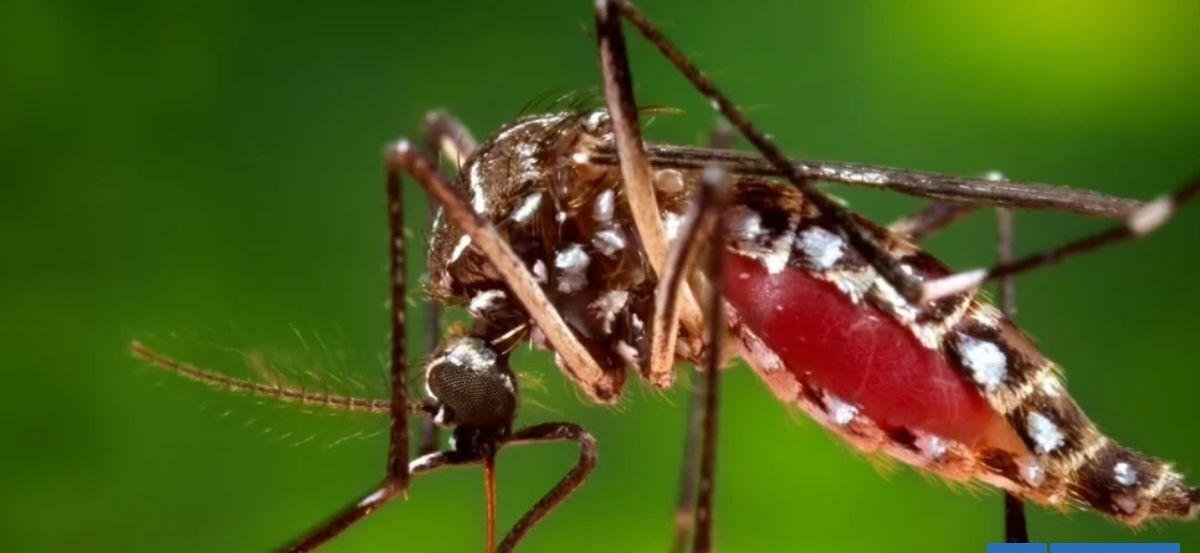 Minsal confirma presencia de mosquito que transmite dengue: hay alerta sanitaria de Arica a Los Ríos
