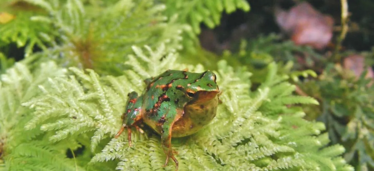 Gobierno retiró 43 decretos ambientales, desató ola de críticas y salió a dar explicaciones: especies y ecosistemas en peligro involucrados
