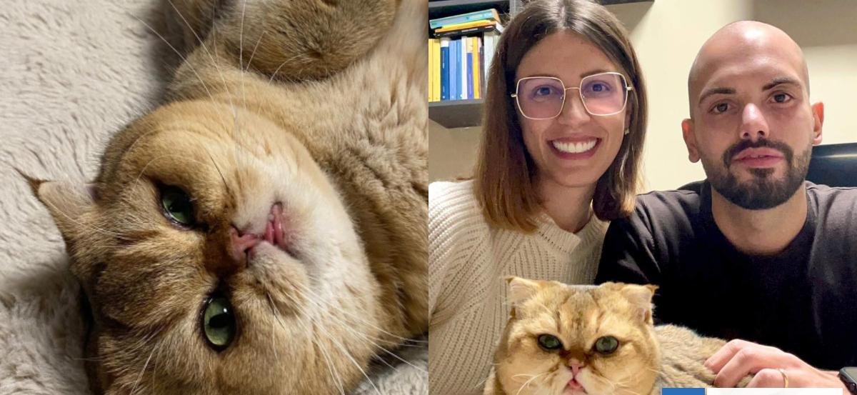 Conoce la historia de Ernesto, el tierno gato que fue abandonado por tener "huesos de cristal"