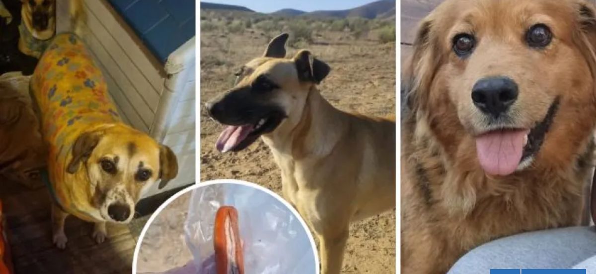 Denuncian envenenamiento de tres perritas en medio de paseo en La Serena