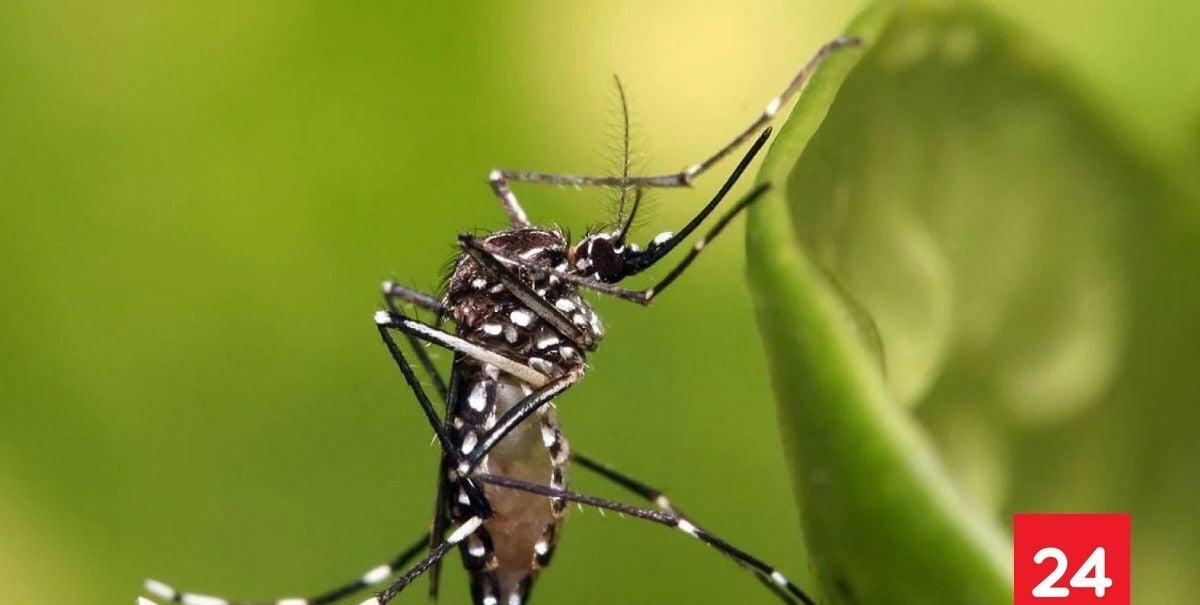 Alerta sanitaria desde Arica a Los Lagos: Minsal confirma hallazgo de mosquito que transmite dengue y fiebre amarilla