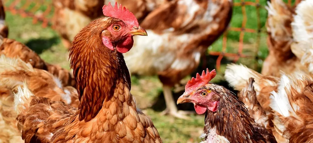 Senapred declara alerta temprana preventiva en La Araucanía por detección de influenza aviar H5N1 en aves de corral