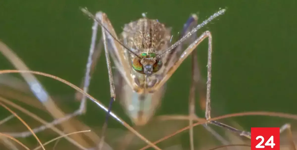 Por qué hay que temerle más a los mosquitos que a los leones