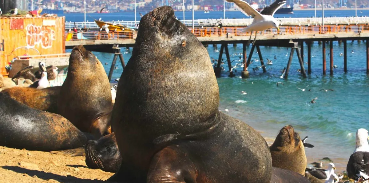 "Esto es inaceptable": Diputado denuncia ataques con armas blancas a lobos marinos en Antofagasta