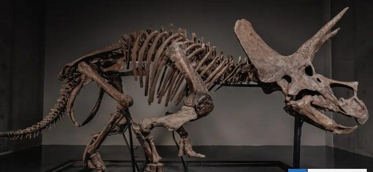Triceratops de un museo en EEUU sale a subasta durante marzo: valor estaría en USD$5 millones