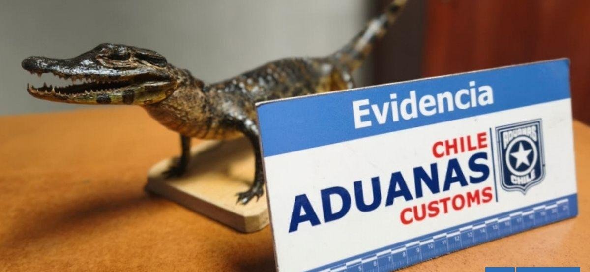 Mujer intentó ingresar a Chile con yacaré bebé disecado al interior de una maleta