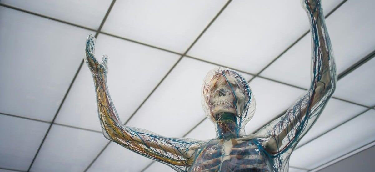 Cómo “rejuvenecer” el sistema inmunológico, según un reciente estudio científico