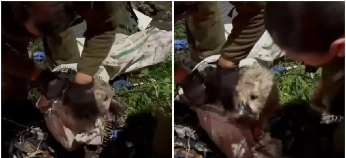 Imágenes sensibles: rescatan a perrito que estaba amarrado y envuelto en un saco en Curicó