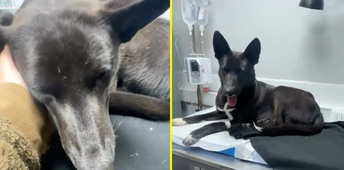 Detienen a hombre acusado de abusar a tres perros al interior de un ruco en el centro de Concepción