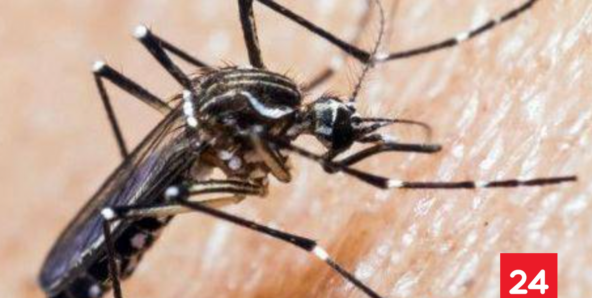 Minsal revela sospecha de hallazgo de mosquito transmisor del dengue en Aeropuerto de Santiago