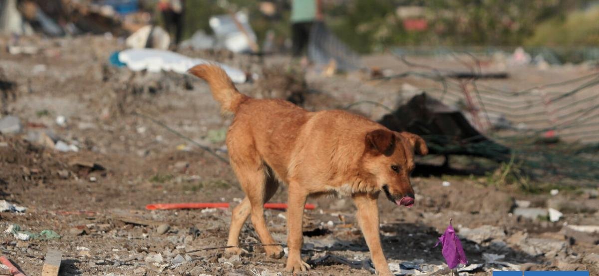 Municipio presentará querella por ataque de jauría que dejó grave a niño de 6 años en Punta Arenas