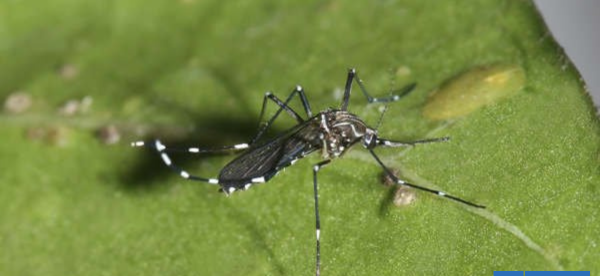 Indagan posible hallazgo de mosquito transmisor del dengue y fiebre amarilla en Aeropuerto de Santiago