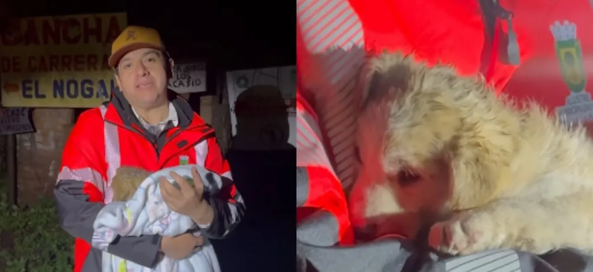 “Encontró un hogar después de todo”: alcalde de Quillón se quedó con cachorra abandonada en sistema frontal