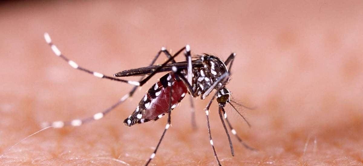 Confirman primer caso autóctono de dengue en Isla de Pascua desde 2024