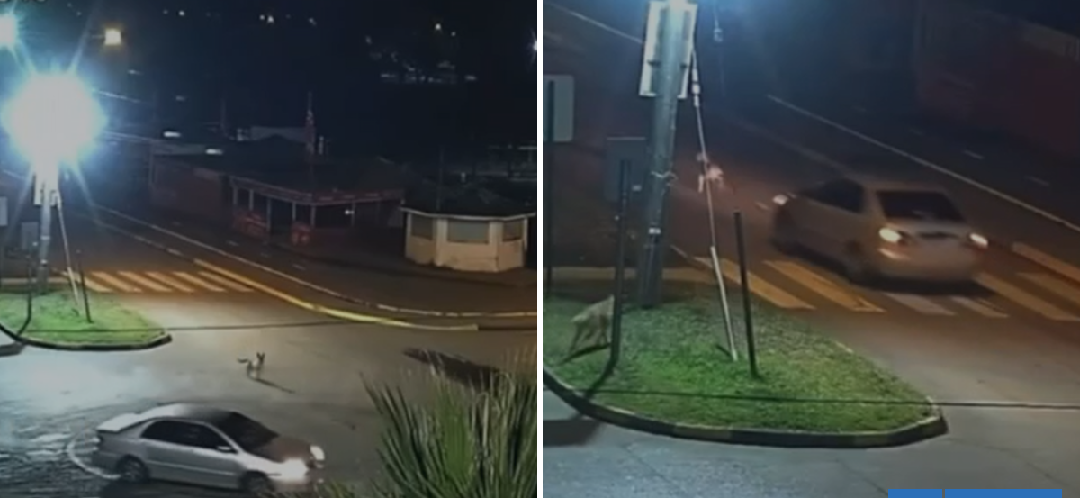 Conductor atropelló a perro comunitario en Playa de Arauco y huyó: can fue eutanasiado