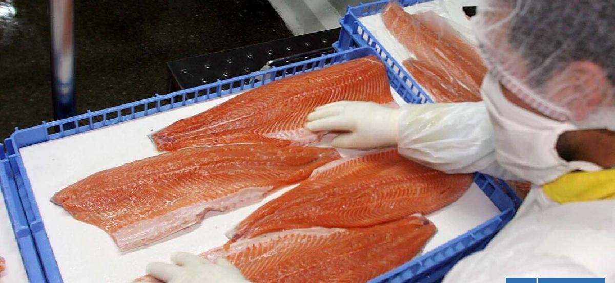 Industria del salmón advierte "estancamiento productivo" y que aún no revierten caída de años previos