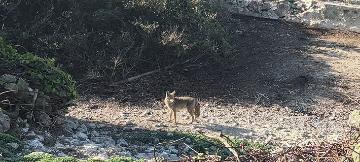 Descubren que un coyote que nadó hasta Alcatraz en enero no partió de San Francisco sino desde mucho más lejos