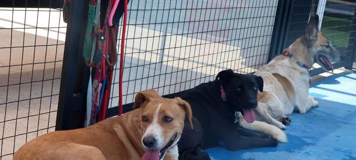 Tomé: Mujer sufre lesiones graves tras ser atacada por tres perros que ingresaron a su casa por la ventana