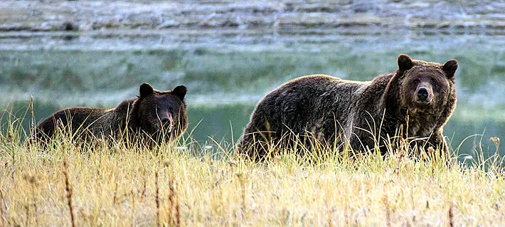 Dos excursionistas heridos tras ataque de oso en Yellowstone: Desde el parque aseguraron que fue un hecho aislado