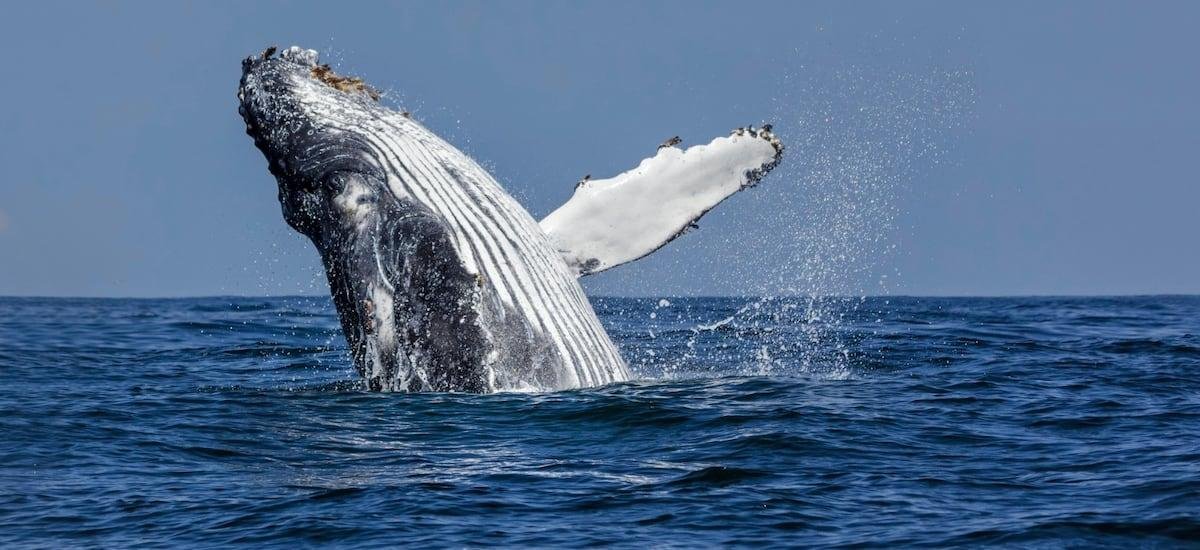 Día Mundial de las Ballenas: Chile lidera la conservación marina, pero los cetáceos siguen en peligro