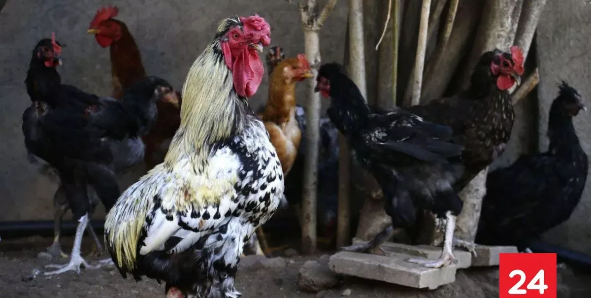 SAG confirma nuevos casos de influenza aviar en las regiones del Maule y Magallanes