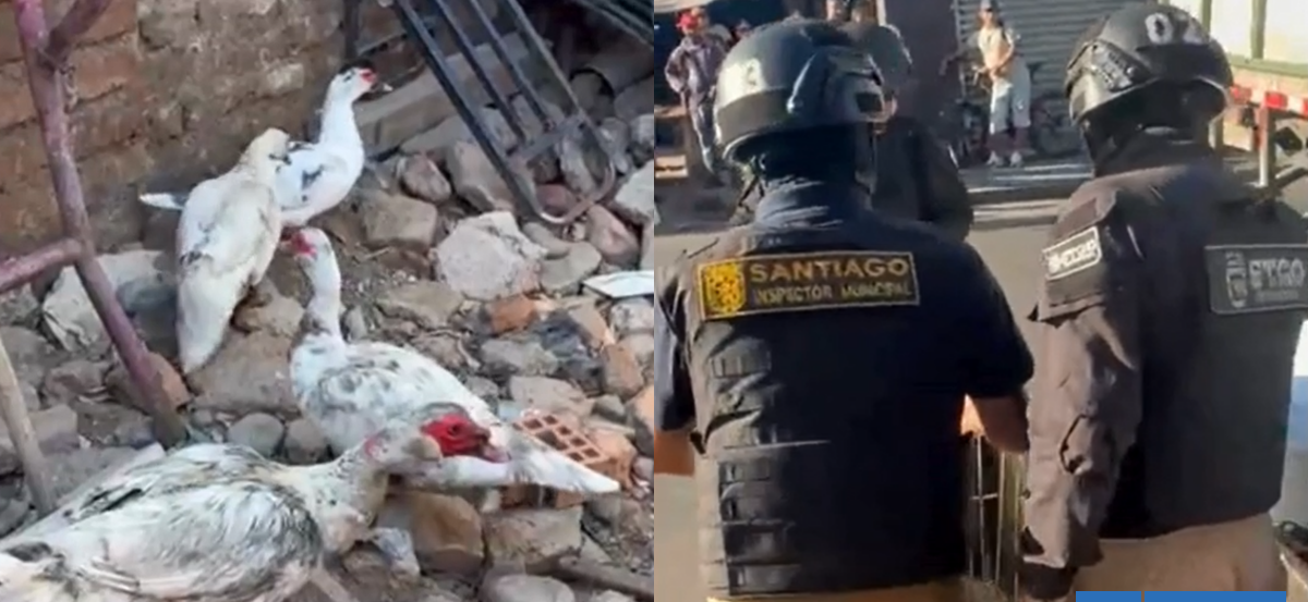 Operativo en Franklin permite incautar carros de comida y detectar un cité oculto donde vivían patos