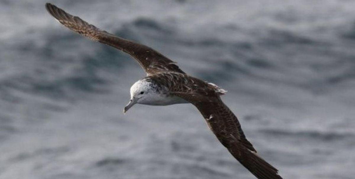 Estudio observa aves marinas que solo defecan cuando vuelan