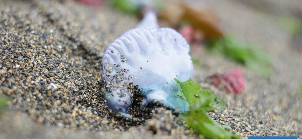 Seremi de Salud prohíbe el baño en playas de Algarrobo y El Quisco por fragata portuguesa