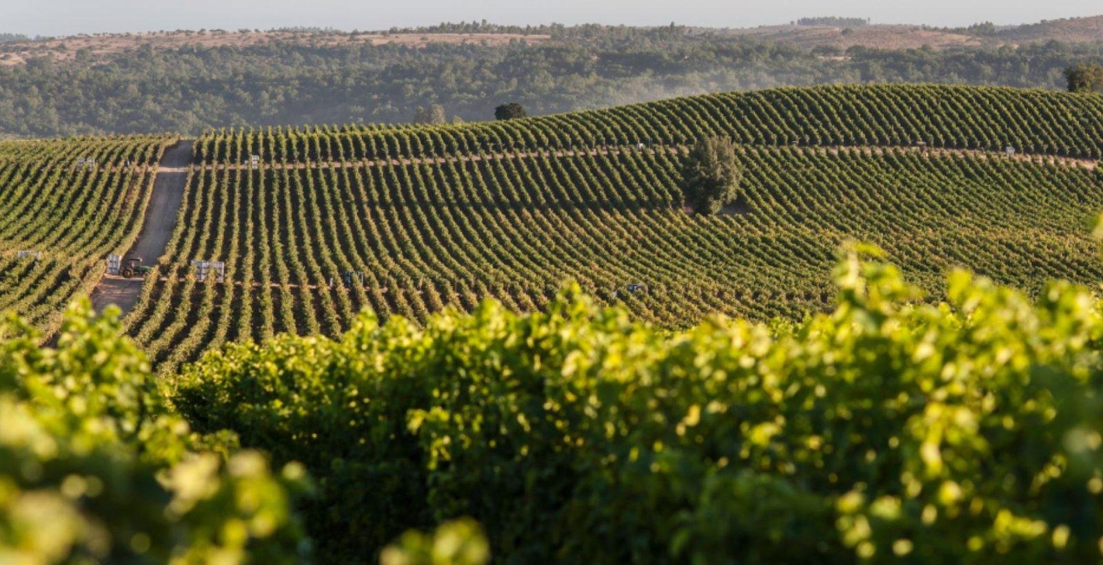 Viña Concha y Toro refuerza su compromiso con la reducción del CO2