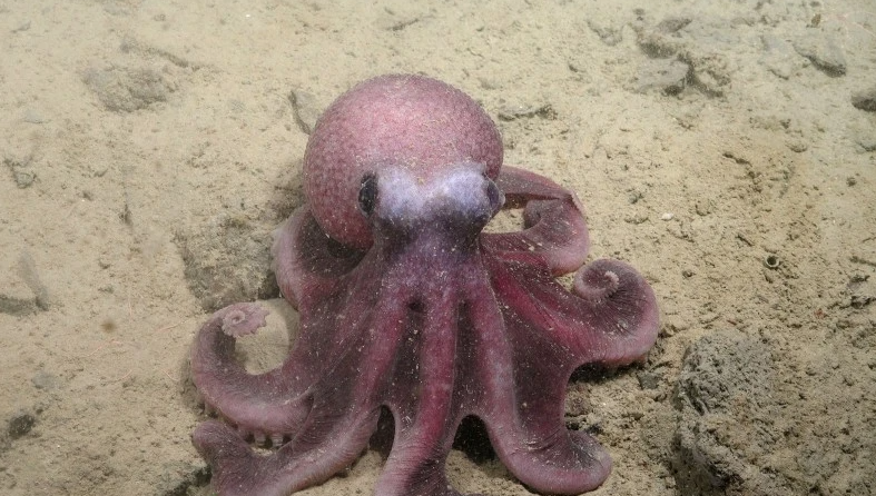 Graneledone Sellanesi: Científicos chilenos descubren nueva especie de pulpo de aguas profundas del Pacífico