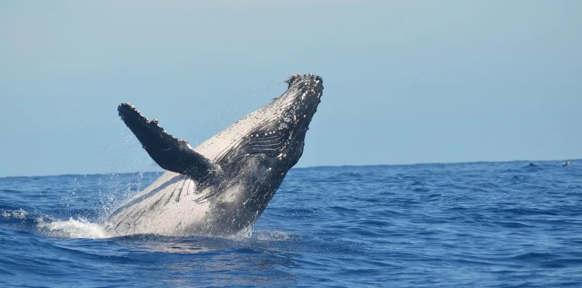 Islandia reanudó la caza de ballenas entre protestas