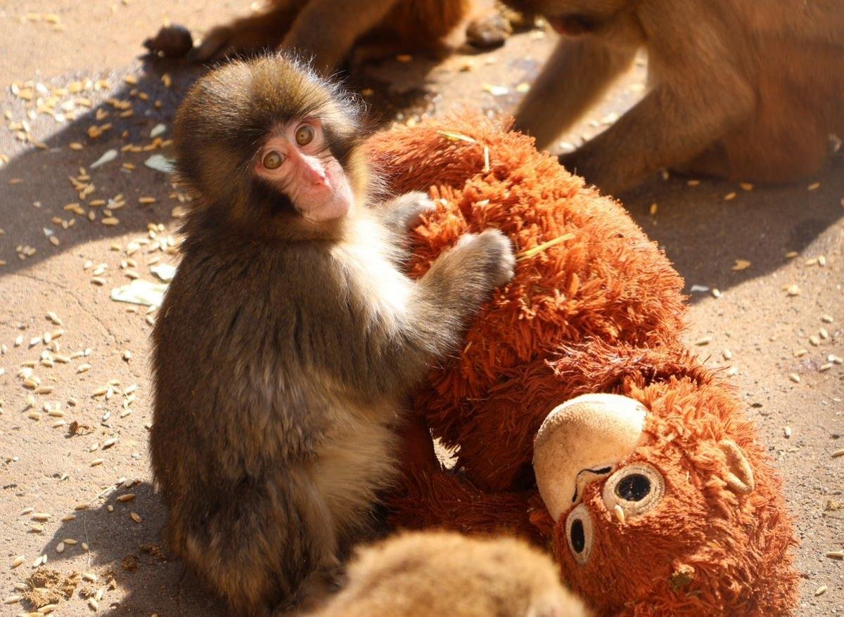 PETA pide trasladar al monito viral Punch a un santuario: “Lo que algunos llaman adorable es en realidad un vistazo al trauma”