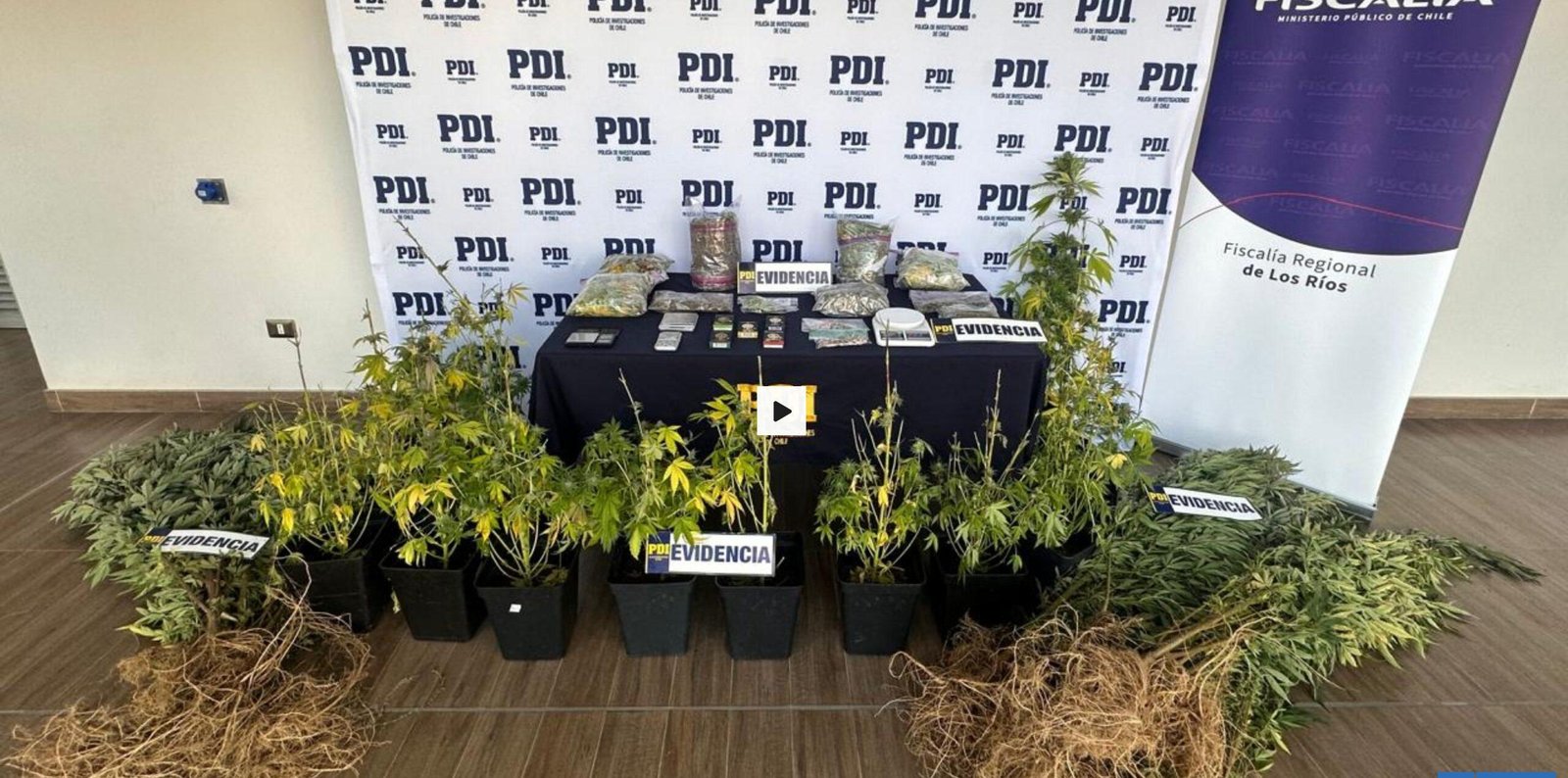 Mujer es detenida por tráfico de drogas en Valdivia: tenía cultivo de marihuana y hongos alucinógenos