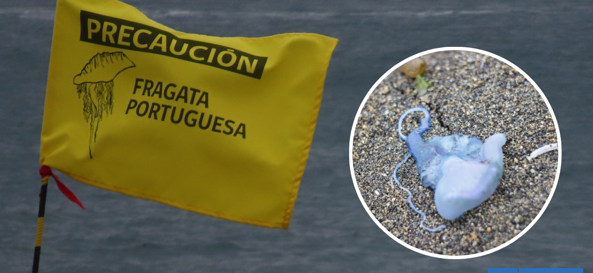 Levantan alerta por fragatas portuguesas en 2 playas de la región de Valparaíso: se mantiene en Concón