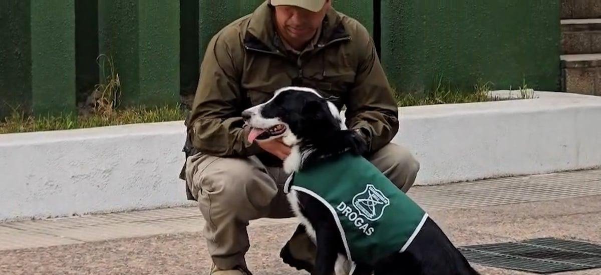 Perro de Carabineros protagoniza segundo decomiso multimillonario en menos de un mes