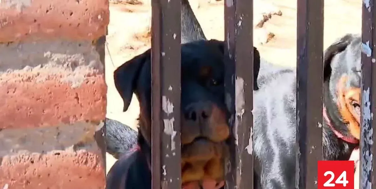 Adulto mayor se encuentra grave tras ser atacado por jauría de Rottweilers