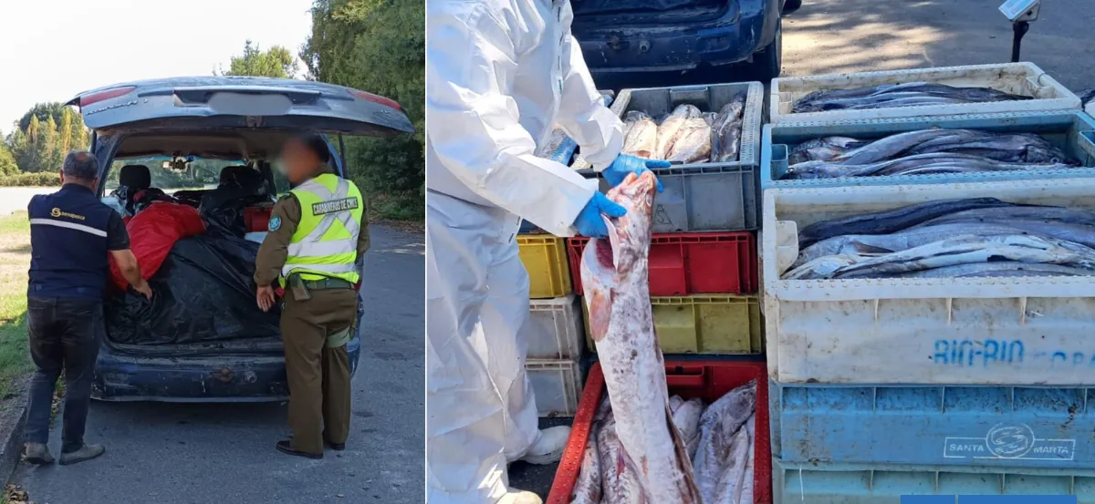 Incautan más de una tonelada de pescado en Gorbea: no se acreditó origen legal de la carga