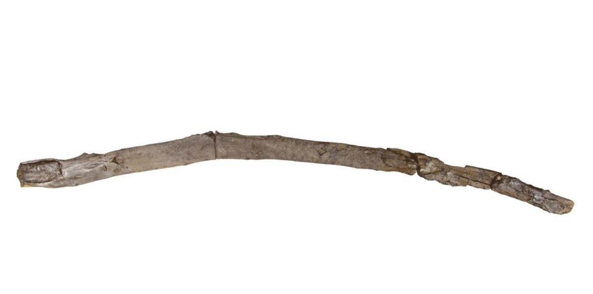 Hallan en el Peloponeso las herramientas de madera más antiguas del mundo: 430 mil años