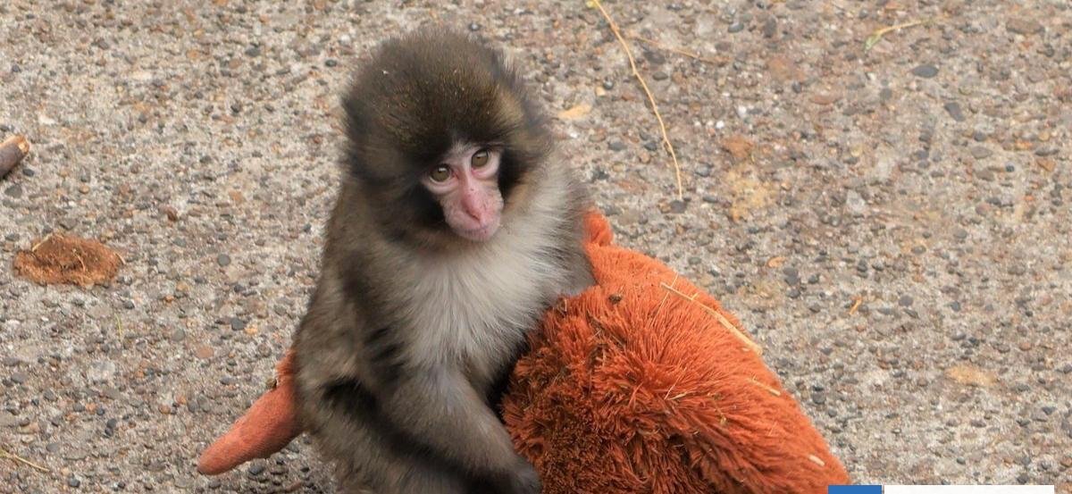 Conmovió al mundo: psicóloga explica por qué el monito Punch nos genera tanta ternura