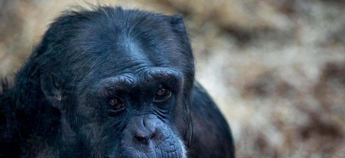 Un estudio sugiere que los simios también pueden “jugar a fingir”