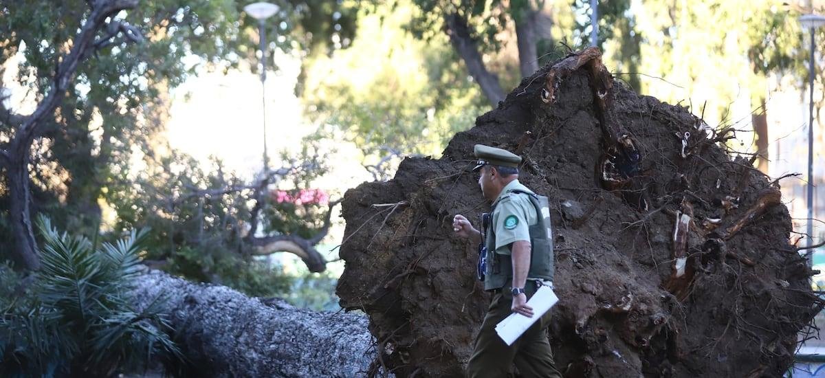 Raíces limitadas y posible impacto de remodelaciones: las causas tras la caída fatal de árbol en Valparaíso