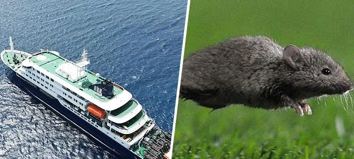 Emergencia por hantavirus en crucero: Las claves de la enfermedad cuya tasa de mortalidad puede llegar a 35%