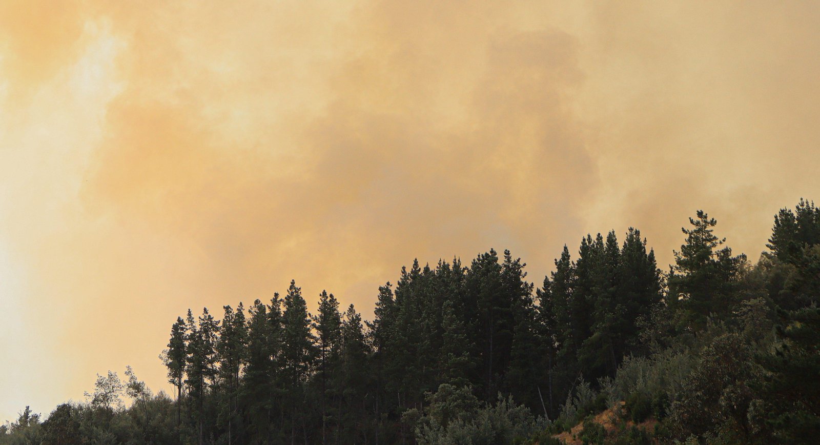 Declaran Alerta Roja en Pinto por incendio forestal en Reserva Nacional Ñuble
