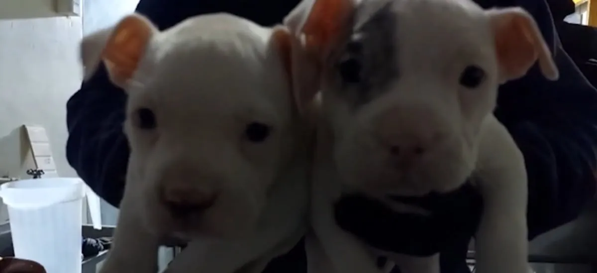 Detienen a falso veterinario que amputaba orejas y colas a perros en Huechuraba: lograron rescatar a seis cachorros
