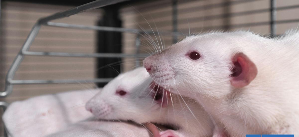 ¿Una posible cura? Científicos logran eliminar el cáncer de páncreas en ratones por primera vez