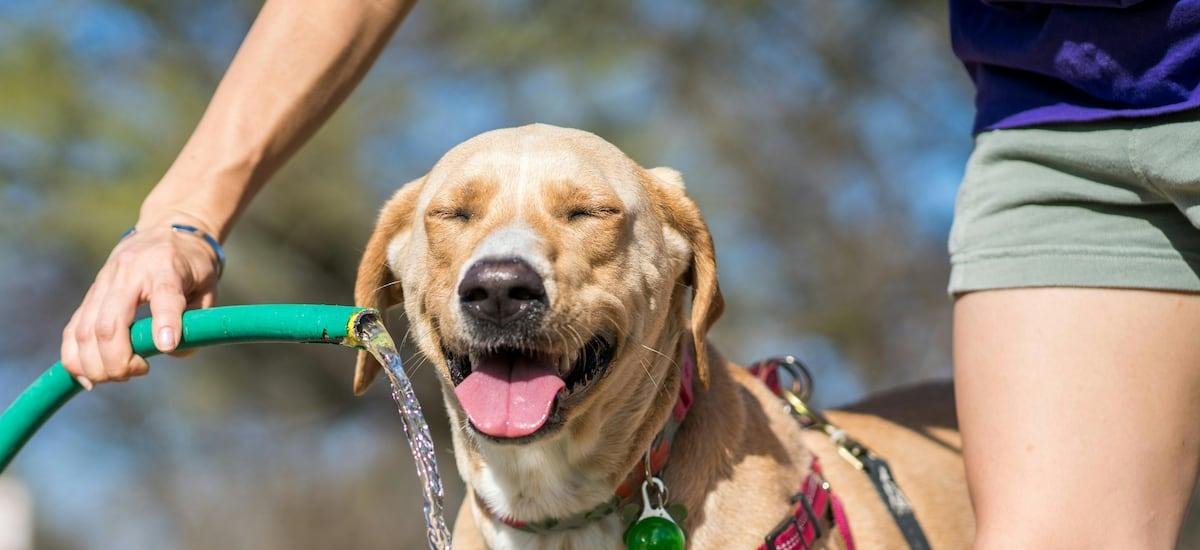 ¿Cómo cuidar la salud de las mascotas ante las altas temperaturas del verano?