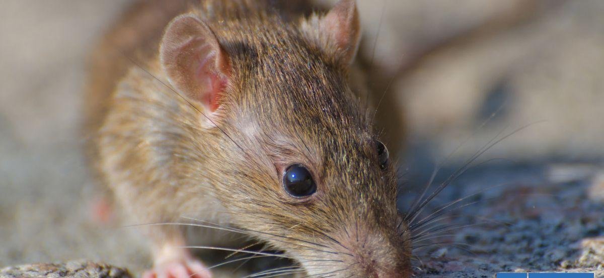 Los primeros (y comunes) síntomas del virus Hanta: 43% de los infectados en Chile este 2026 han muerto