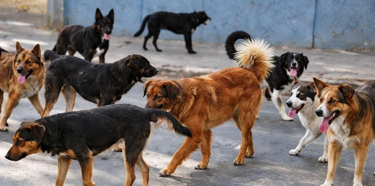 Niño de 6 años en estado grave tras ataque de jauría de perros en Punta Arenas: Su madre también fue herida al rescatarlo