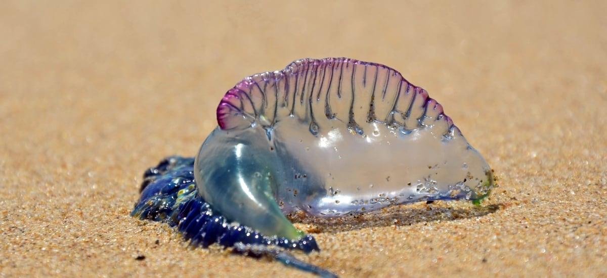 Fragata portuguesa en las costas chilenas: La prevención sigue siendo la mejor herramienta - La Tercera